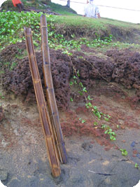 Bamboo Paddles